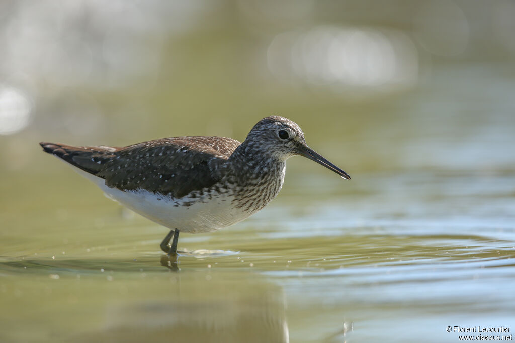 Green Sandpiper