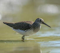 Green Sandpiper