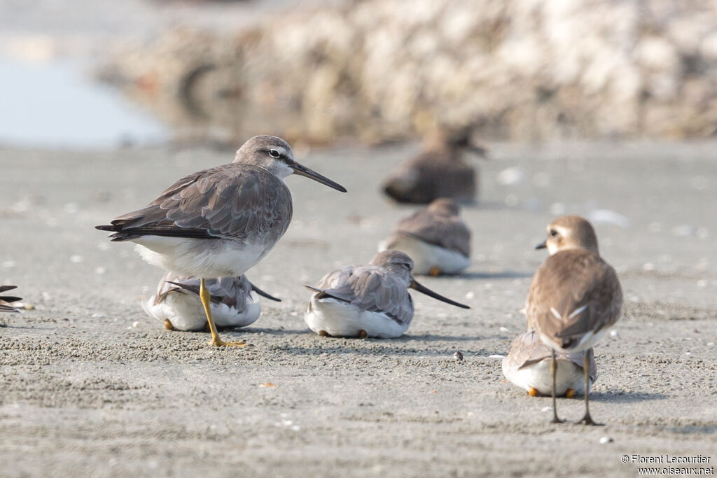 Grey-tailed Tattler