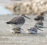 Grey-tailed Tattler