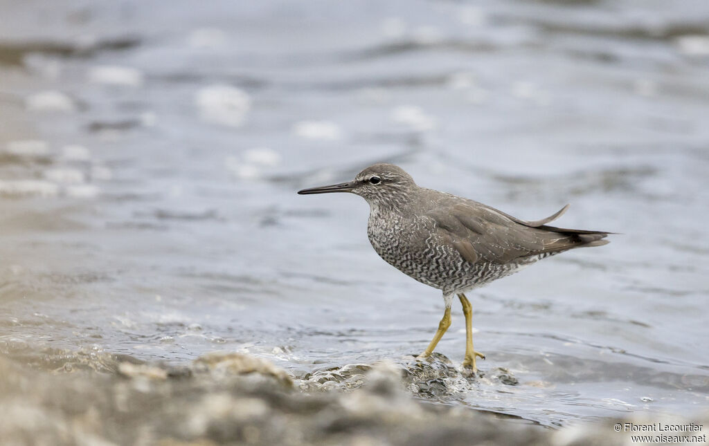 Wandering Tattleradult breeding