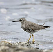 Wandering Tattler