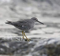 Wandering Tattler