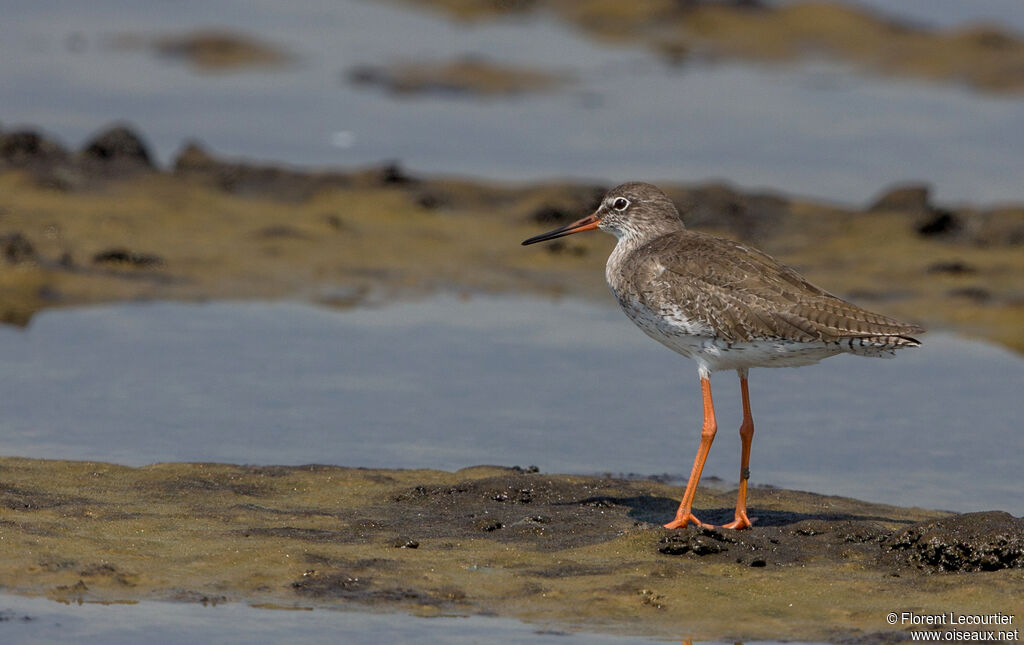 Common Redshank