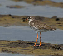 Common Redshank