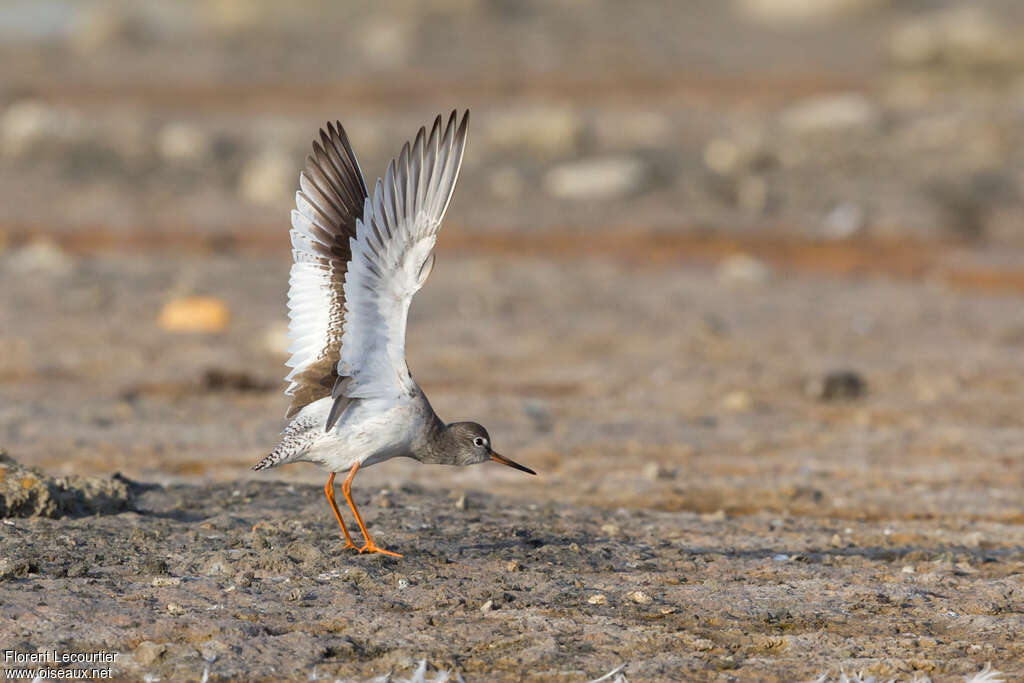 Common Redshank, Behaviour