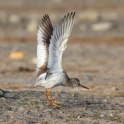 Common Redshank