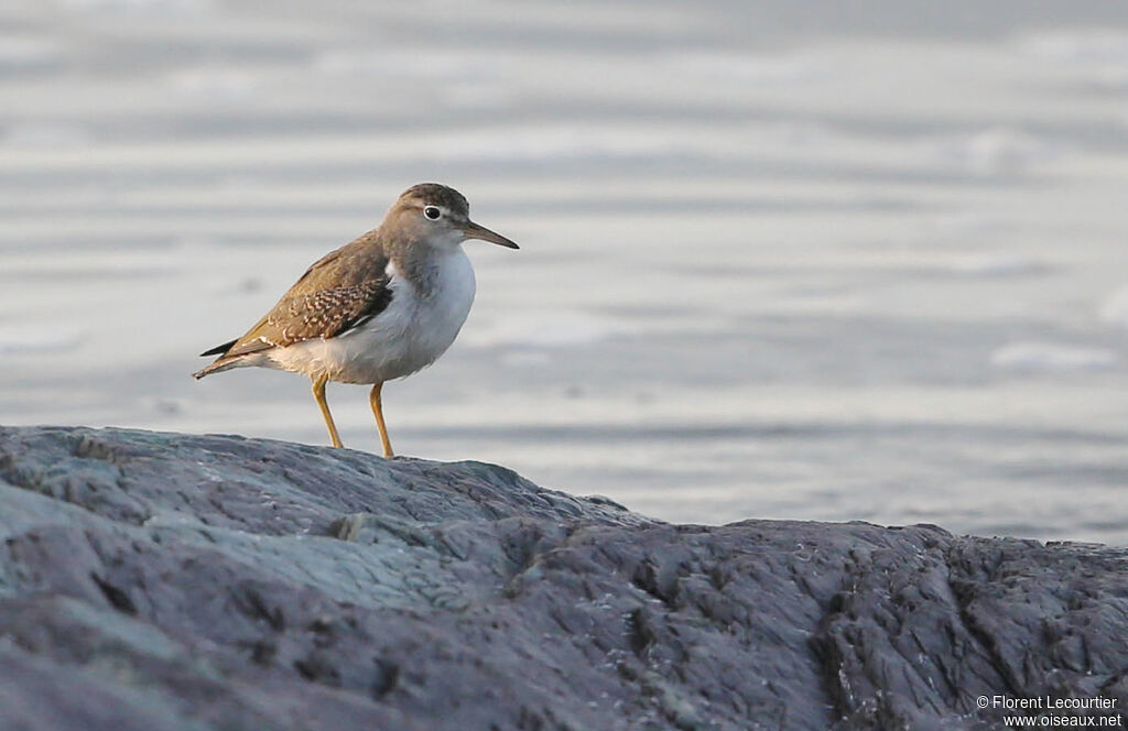 Spotted Sandpiper