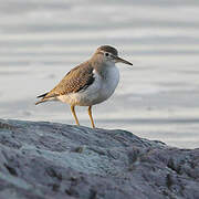 Spotted Sandpiper