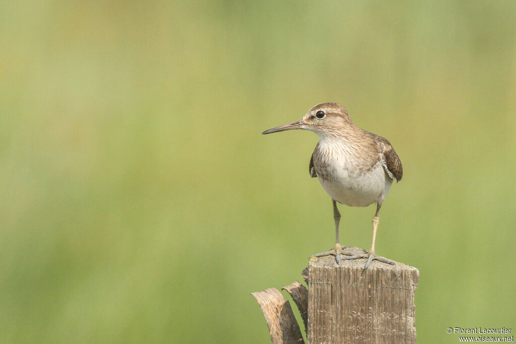 Common Sandpiper