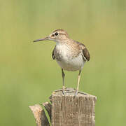 Common Sandpiper