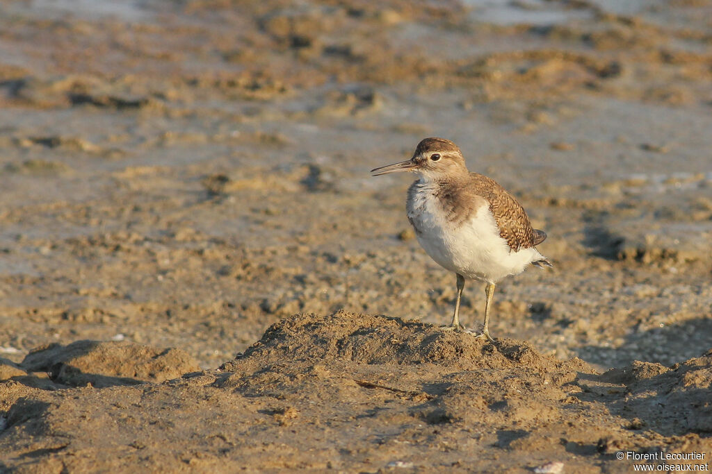 Common Sandpiper