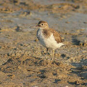 Common Sandpiper