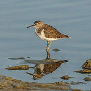 Common Sandpiper