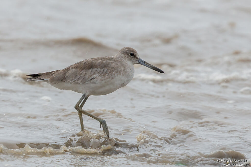 Willet