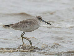 Willet