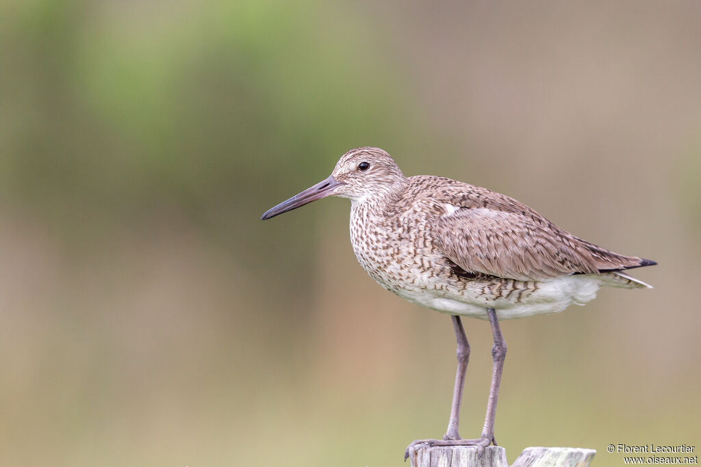 Willet