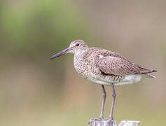 Willet