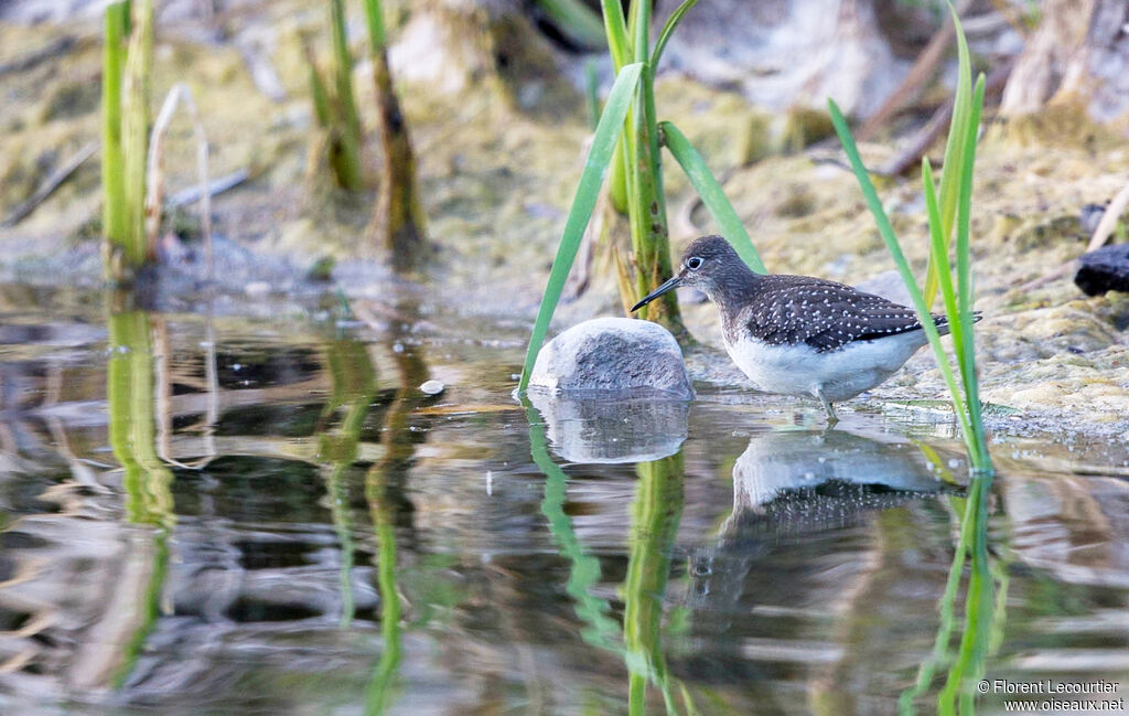 Solitary Sandpiper