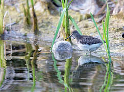 Solitary Sandpiper