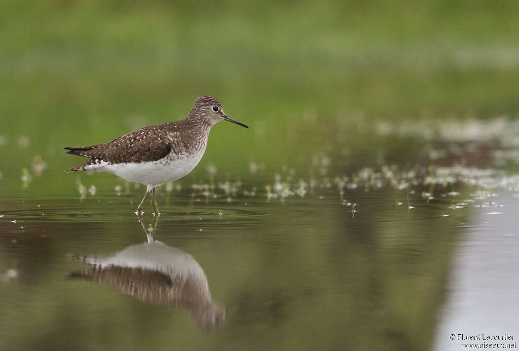 Solitary Sandpiper