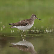 Solitary Sandpiper