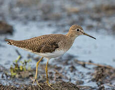 Solitary Sandpiper