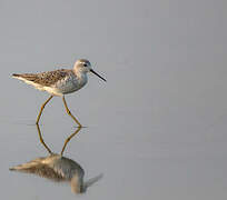 Marsh Sandpiper