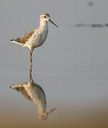 Marsh Sandpiper