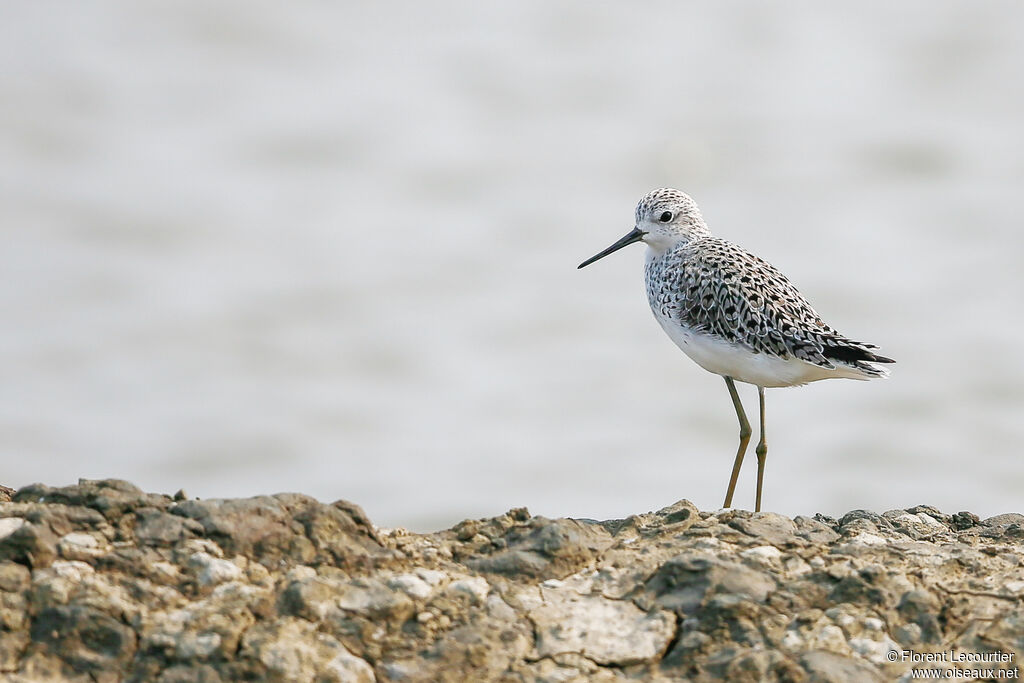 Marsh Sandpiper