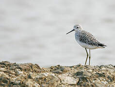 Marsh Sandpiper