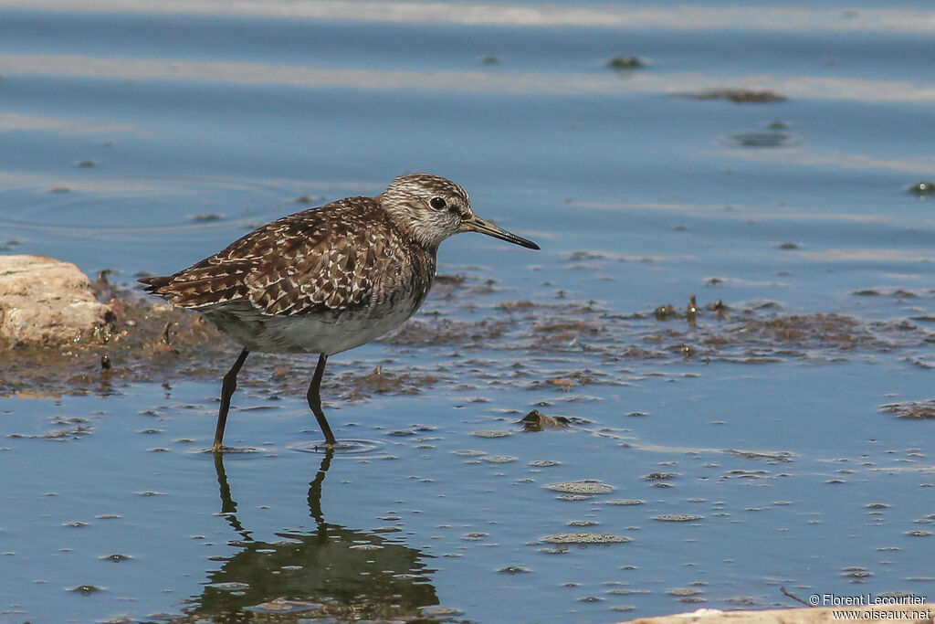 Wood Sandpiper