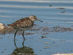 Wood Sandpiper