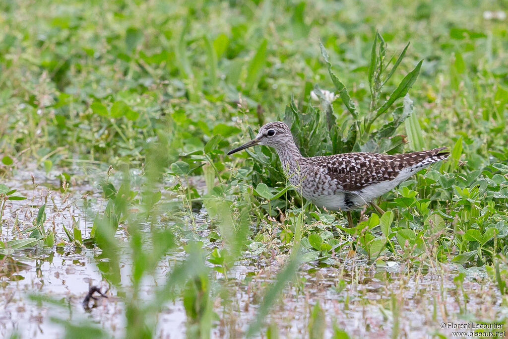 Wood Sandpiper