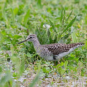 Wood Sandpiper