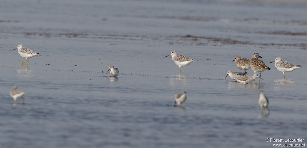 Nordmann's Greenshank