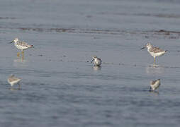 Nordmann's Greenshank