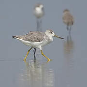 Nordmann's Greenshank