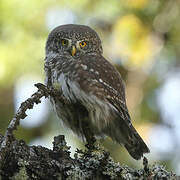 Eurasian Pygmy Owl