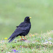 Alpine Chough