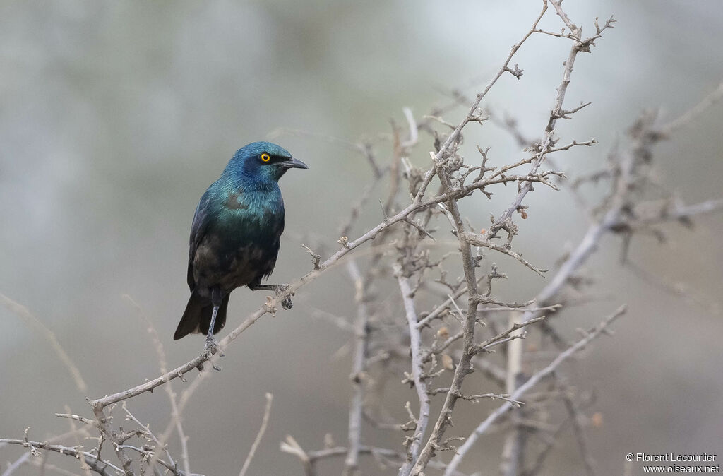 Greater Blue-eared Starling