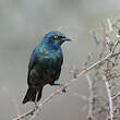 Choucador à oreillons bleus