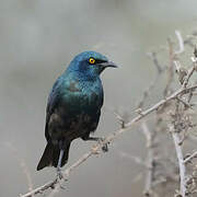 Greater Blue-eared Starling