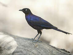 Rüppell's Starling