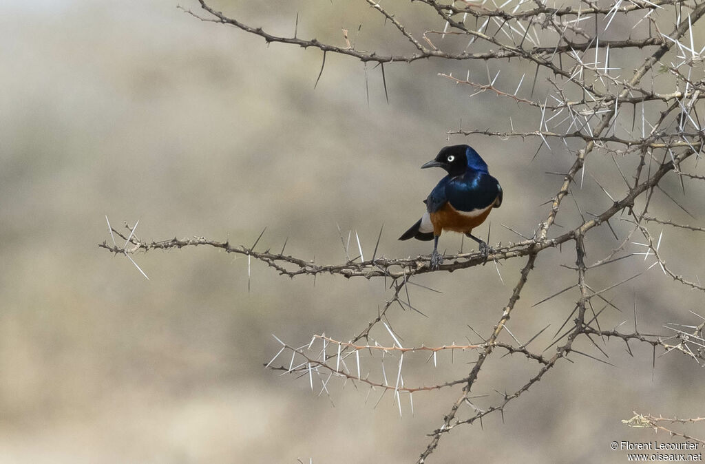 Superb Starling