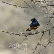 Superb Starling