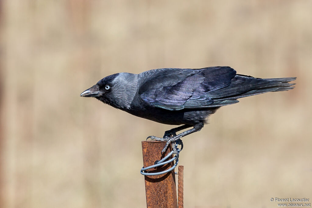 Western Jackdaw