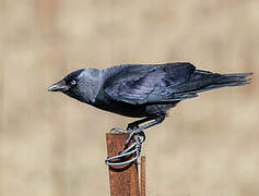 Western Jackdaw