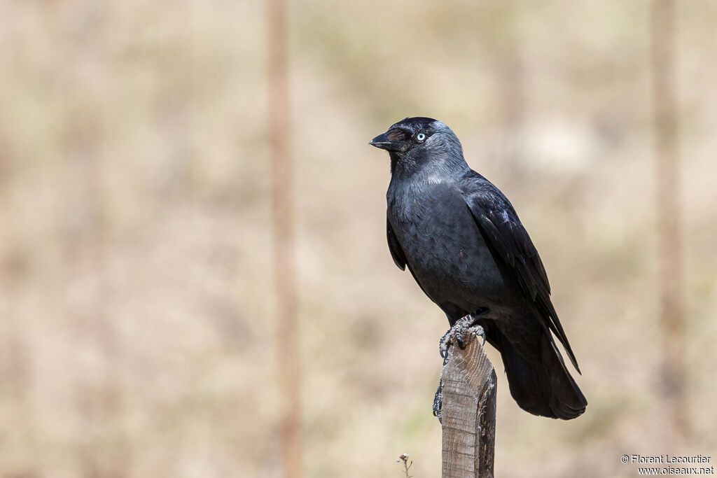 Western Jackdaw