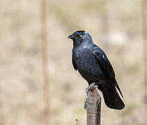 Western Jackdaw